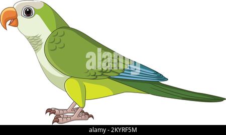 Parakeet di Cartoon Quaker su sfondo bianco Illustrazione Vettoriale