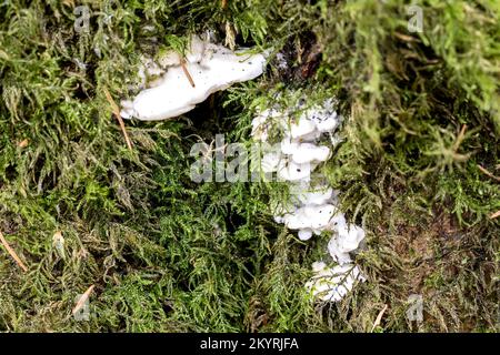 Staffa grumosa, gibbosa trametes, legno di Abbas di Milton, Dorset, Regno Unito. Non commestibile Foto Stock