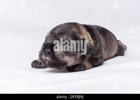 Il cucciolo appena nato impara a camminare. Un piccolo cucciolo in miniatura nero schnauzer striscia su una coperta bianca. Cura degli animali domestici. Giornata nazionale dei cuccioli Foto Stock