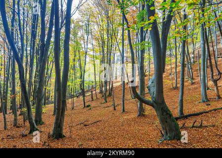 Una foresta di alberi decidui nella stagione autunnale. Il Sulov Rocks, riserva naturale nazionale nel nord-ovest della Slovacchia, Europa. Foto Stock