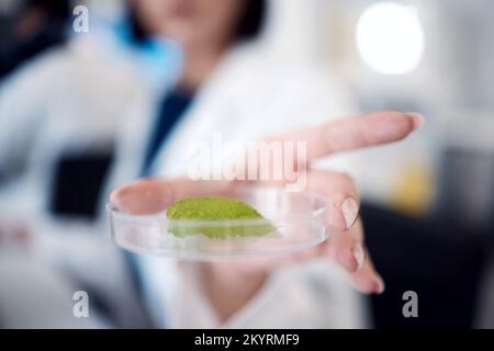 Scienza, ricerca e campione di foglie in piatto di Petri, zoom mano scienziato con esperimento o studio per l'innovazione scientifica. Biologia, chimica e botanica Foto Stock