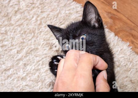 Il piccolo gattino nero morde un dito dell'uomo da vicino Foto Stock