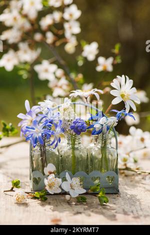 Fiori di primavera diversi in piccole bottiglie su sfondo di legno Foto Stock