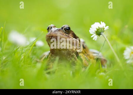 Rana comune (Rana temporaria) adulto anfibio su un prato giardino con margherite fiorite, Suffolk, Inghilterra, Regno Unito, Europa Foto Stock