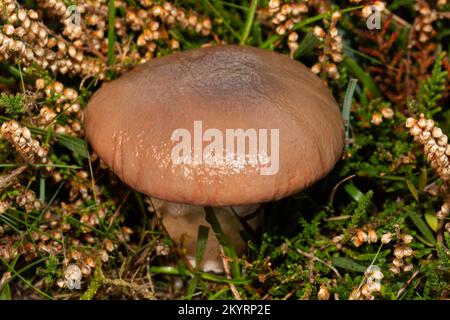 slimy spike-cap corpo fruttante con gambo biancastro e cappuccio slimy marrone in erica sbiadita Foto Stock