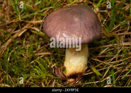 slimy spike-cap corpo fruttante con gambo biancastro e cappuccio slimy marrone in lettiera ad ago Foto Stock