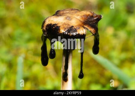 Fusto biancastro e cappuccio marrone con gocce di inchiostro nero Foto Stock