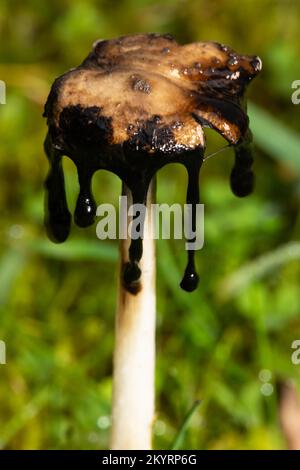 Fusto biancastro e cappuccio marrone con gocce di inchiostro nero Foto Stock
