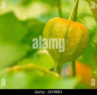 Non maturo physalis, il mirtillo palustre pende sul cespuglio. Frutta d'arancia con foglie verdi. Frutta ricca di vitamine. Primo piano dal giardino Foto Stock