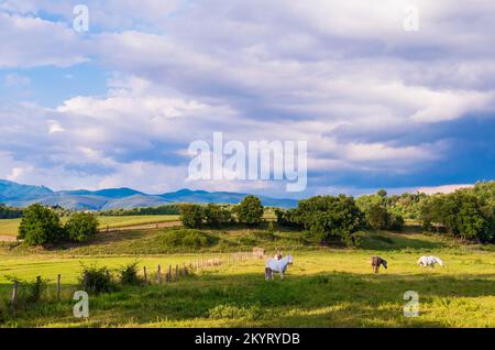 Riserva naturale Tevere Farfa (Nazzano, Italia) - veduta del parco naturale con il fiume Tevere in provincia di Roma, Sabina, Italia centrale, a Nazzano Romano Foto Stock