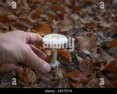 La mano sta per scegliere un fungo di cappuccio di morte (Amanita phalloides) Foto Stock
