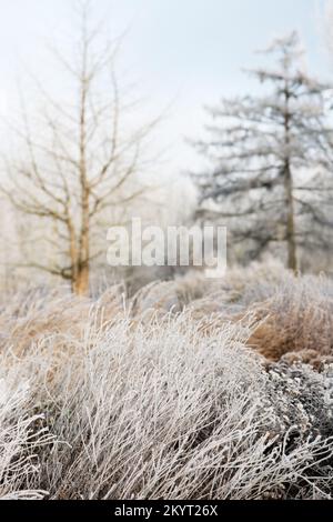 Splendido paesaggio invernale con erba secca bruna ghiacciata con cristalli di ghiaccio coperti di neve, sfondo di foresta illuminato dal sole. Messa a fuoco morbida selettiva. Foto Stock