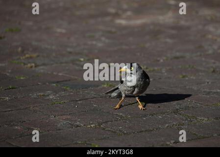 Piccolo uccello minatore rumoroso, la manorina melanocephala, in piedi al centro di una strada di mattoni, guardando a sinistra come proietta un'ombra a destra Foto Stock