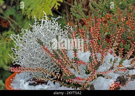 Erica comune e Leucohyta sotto la neve in inverno. (Calluna vulgaris e leucophyta brownii). Molto luminosa e soleggiata. Foto Stock