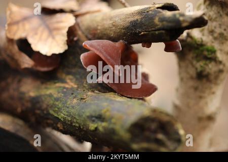 I funghi delle orecchie di ebreo castani selvaggi crescono su un ramo della foresta. Auricularia auricula-judae, conosciuta anche come orecchio di legno nero, fungo nero, orecchio di gelatina. Foto Stock