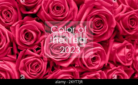 San Valentino sfondo con rose rosa di lusso. giornata delle donne. Testo colore dell'anno 2023 in una cornice bianca su uno sfondo di colori Viva Magenta. Cre Foto Stock