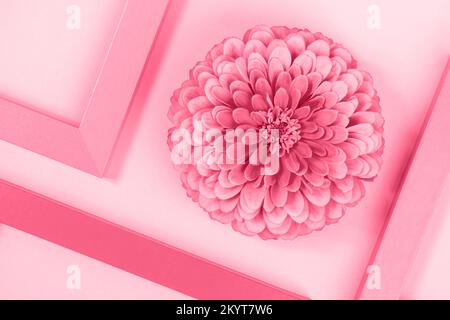 Colore trendy dell'anno 2023. Sfondo creativo realizzato con un fiore e cornici tinte in color magenta viva. Vista dall'alto di Flat Lay. Foto Stock