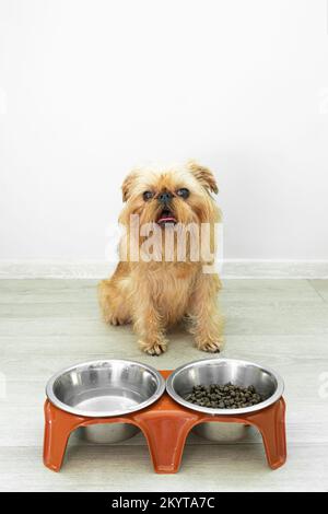 Bruxelles Griffon razza cane mangiato e si siede. Foto di alta qualità Foto Stock