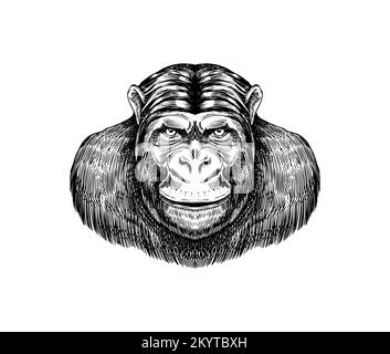 Gorilla occidentale , Orangutan in stile vintage. Scimmia Colombiana cappuccina Proboscis. Disegno inciso a mano in stile legno. Illustrazione Vettoriale