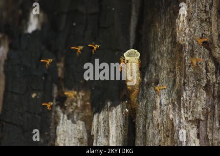 Le api senza picchiettio americane (Tetragonisca angustola) o Maya Bees nidificano e il tubo di cera delle api in un vecchio albero Foto Stock