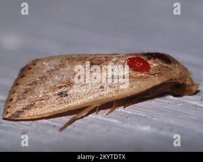 Erebidae Moth Hypenodinae - specie di Schrankia con acaro rosso isolato su sfondo bianco dalla giungla del Belize, America Centrale Foto Stock