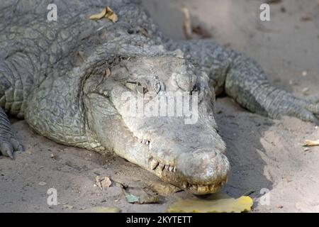 Testa di un coccodrillo dell'Africa occidentale (Crocodylus suchus) che riposa all'ombra Foto Stock