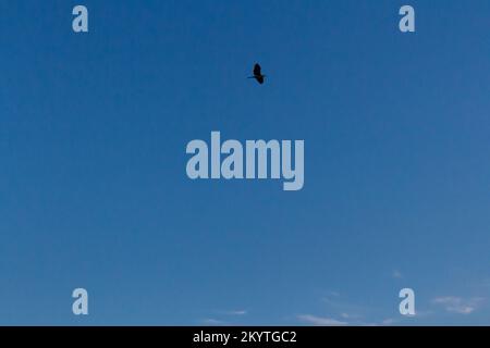 Un airone grigio (Ardea cinerea) in silhouette che vola in un cielo blu. Tokyo, Giappone. Foto Stock