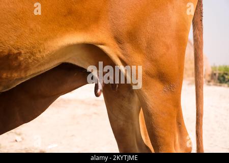 Nutrire le mucche nel pomeriggio Foto Stock