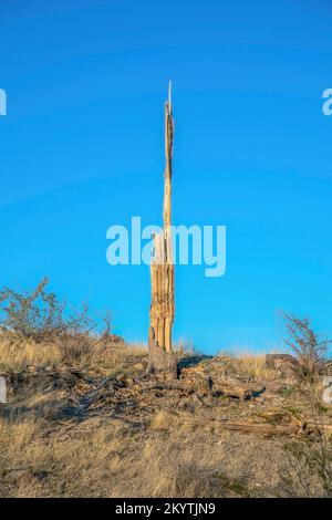 Phoenix, Arizona - Cactus saguaro dead marcio al sentiero escursionistico del Pima Canyon. Cactus marcio su un pendio arbusto contro il cielo blu chiaro. Foto Stock