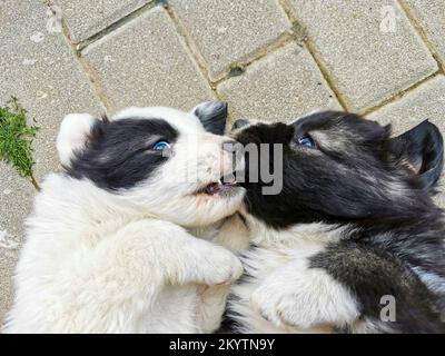 Due piccoli cani stanno giocando a terra mostrando le loro zanne Foto Stock