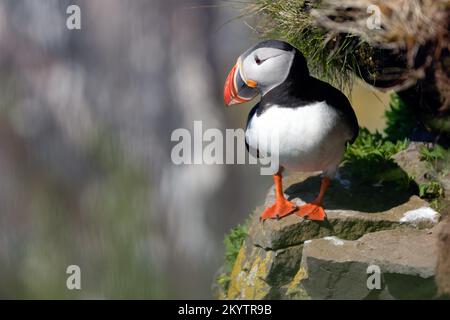Puffin sulla roccia vicino a Latrabjarg, paradiso degli uccelli in Islanda Foto Stock