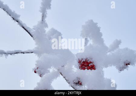 Ammassi di rowan rosso ghiacciati sui rami Foto Stock
