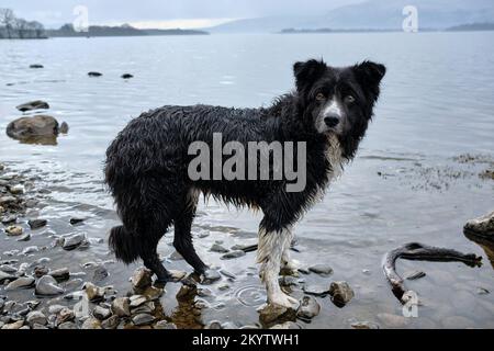 Vista laterale di un cane collie di bordo molto bagnato che guarda verso la macchina fotografica dopo aver fatto una nuotata per recuperare un bastone da Loch Lomond, Scozia UK Foto Stock