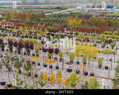 Veduta aerea di un vivaio alberato con piante gialle, rosse e verdi rosse, disposte in fila, in autunno. Piante in colori autunnali, Alsazia, Francia, Europ Foto Stock