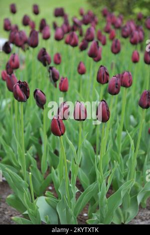 Tulipani con frange rosso scuro (Tulipa) Vincent van Gogh fiorisce in un giardino nel mese di aprile Foto Stock