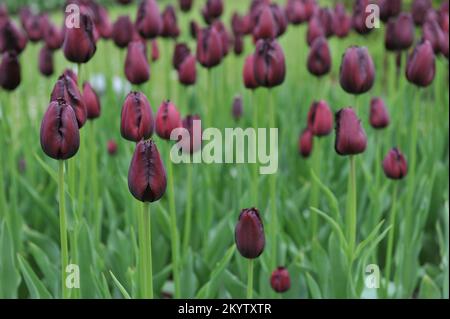 Tulipani con frange rosso scuro (Tulipa) Vincent van Gogh fiorisce in un giardino nel mese di aprile Foto Stock