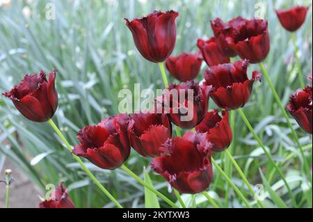 Tulipani con frange rosso scuro (Tulipa) Vincent van Gogh fiorisce in un giardino nel mese di aprile Foto Stock