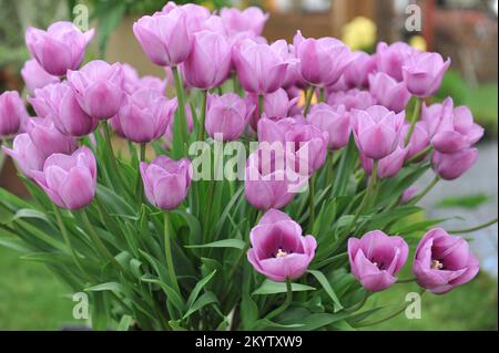 Un bouquet di tulipani singoli tardivi (Tulipa) Violet Beauty in una mostra nel mese di maggio Foto Stock