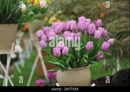 Un bouquet di tulipani singoli tardivi (Tulipa) Violet Beauty in una mostra nel mese di maggio Foto Stock