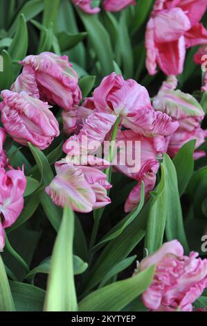 Tulipani di pappagallo (Tulipa) il pappagallo di Weber fiorisce in un giardino nel mese di aprile Foto Stock