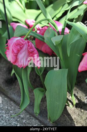 Tulipani di pappagallo (Tulipa) il pappagallo di Weber fiorisce in un giardino nel mese di aprile Foto Stock