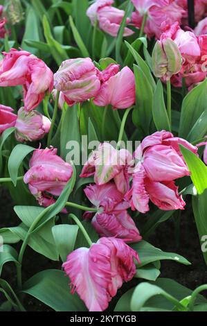 Tulipani di pappagallo (Tulipa) il pappagallo di Weber fiorisce in un giardino nel mese di aprile Foto Stock