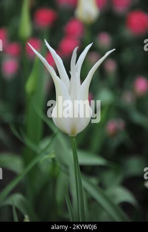 Tulipani a fiore di giglio (Tulipa) Stella Bianca fiorisce in un giardino nel mese di aprile Foto Stock