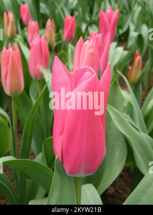 Tulipani rosa Triumph (Tulipa) splendida fioritura in un giardino nel mese di marzo Foto Stock