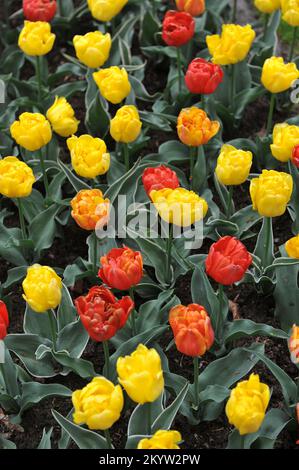 Rosso e giallo doppio primo giallo miscela di tulipani del bambino (Tulipa) con le foglie variegate fiorisce in un giardino in aprile Foto Stock