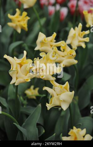 Tulipani Coronet (Tulipa) Corona gialla fiorisce in un giardino nel mese di aprile Foto Stock