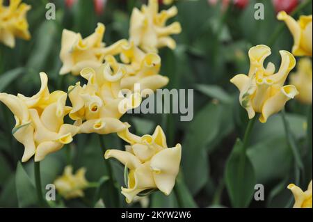 Tulipani Coronet (Tulipa) Corona gialla fiorisce in un giardino nel mese di aprile Foto Stock