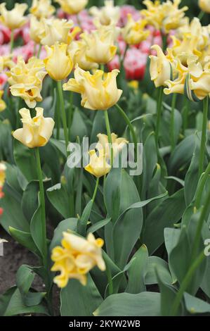 Tulipani Coronet (Tulipa) Corona gialla fiorisce in un giardino nel mese di aprile Foto Stock