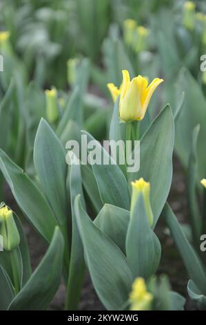 Tulipani Coronet (Tulipa) Corona gialla fiorisce in un giardino nel mese di marzo Foto Stock