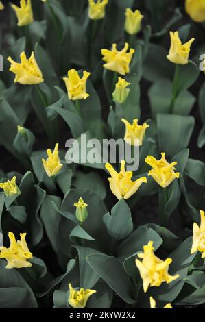 Tulipani Coronet (Tulipa) Corona gialla fiorisce in un giardino nel mese di aprile Foto Stock